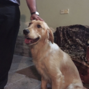 10 ayliq golden retriever temiz cins satilir!