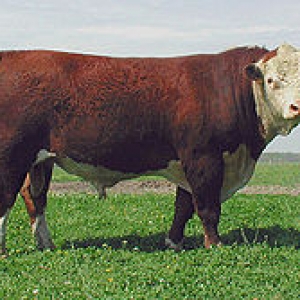 Smental Hereford Limuzin