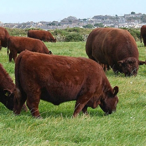 Smental Hereford Limuzin