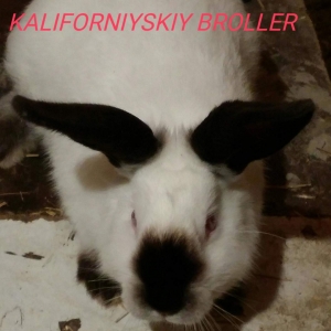 Kaliforniyskiy broller