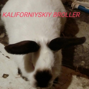 Kaliforniyskiy broller