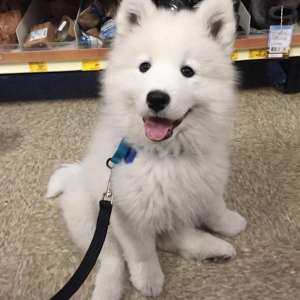 samoyed