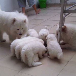 samoyed