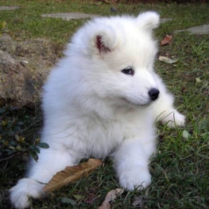 samoyed