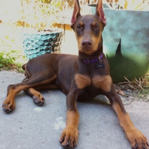 doberman