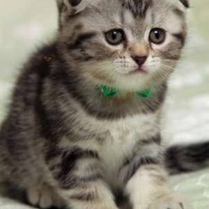 Scottish fold