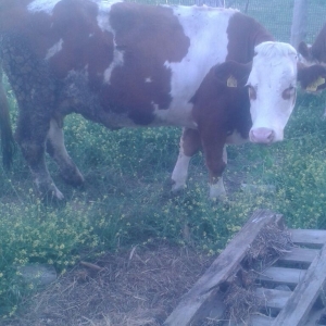 Simmental cinsi