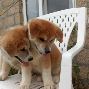 Akita Inu