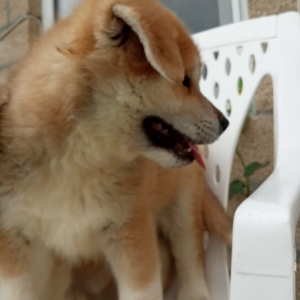Akita Inu