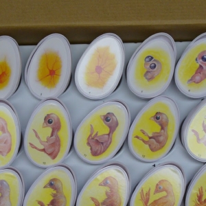 21 день инкубации. Этапы развития зародыша в яйце курицы. Инкубация цыплят 19 день.