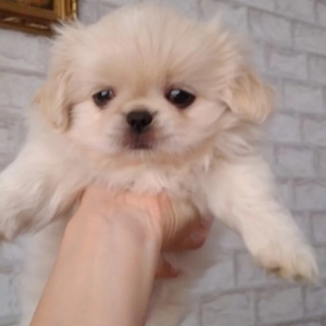 Pekines balasi satilir