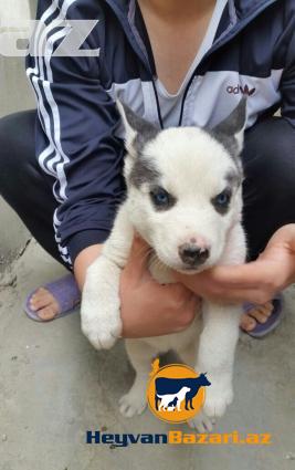 Təmiz cins sibirski xaski balasi satilir!