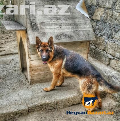 Cütləşdirməy üçün əsl Alman afçarkası axtarılır.