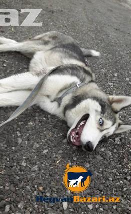 Husky ( Alyaksa malamute )