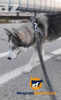 Husky ( Alyaksa malamute )