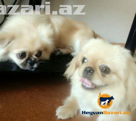 Pikineslerin satişi sifarişi