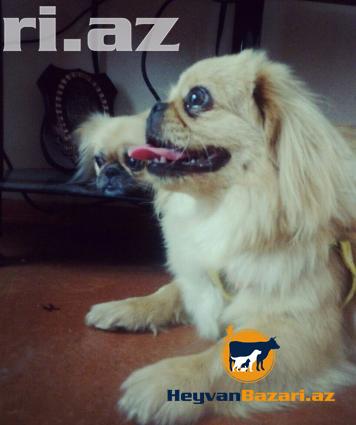 Pikineslerin satişi sifarişi