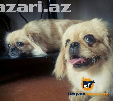 Pikineslerin satişi sifarişi