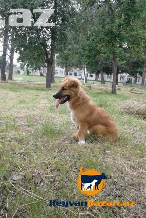 Pikineslerin satişi sifarişi