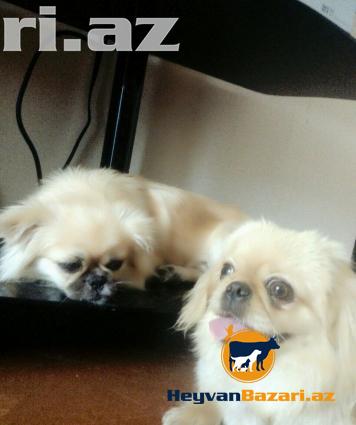 Pikineslerin satişi sifarişi