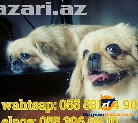 Pikineslerin satişi sifarişi