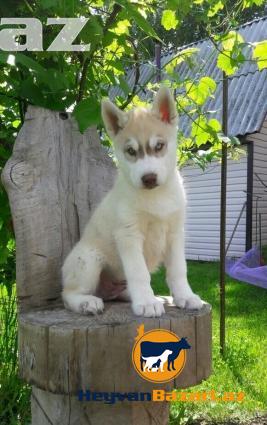 продаются 2 кобеля хаски