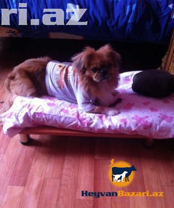 Pekines Cutlewdirmek