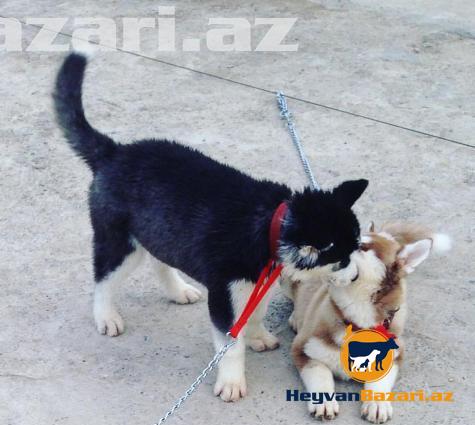 Xaski balasi satilir. (tecili)