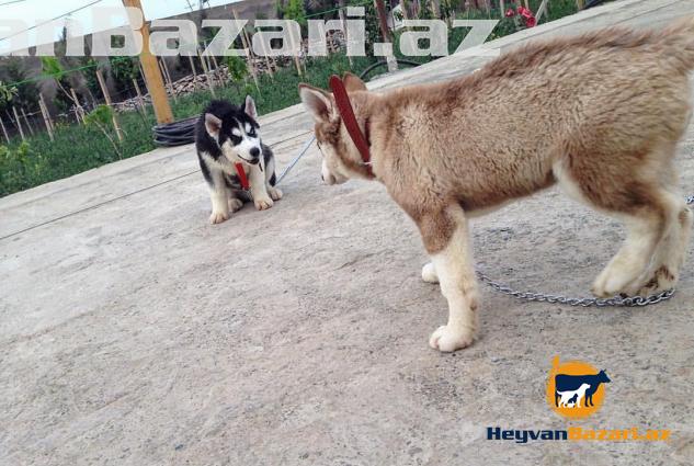 Xaski balasi satilir. (tecili)