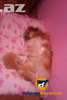 Pekines Cutlewdirmek