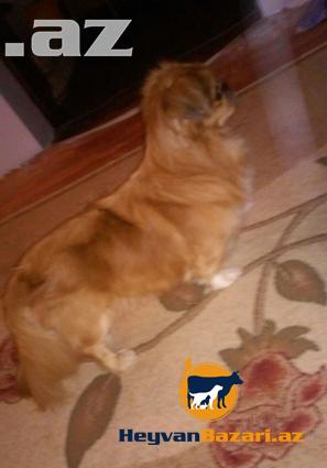 Pekines Cutlewdirmek