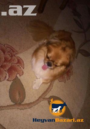 Pekines Cutlewdirmek