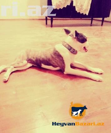 Pitbull Təcili Satilir !