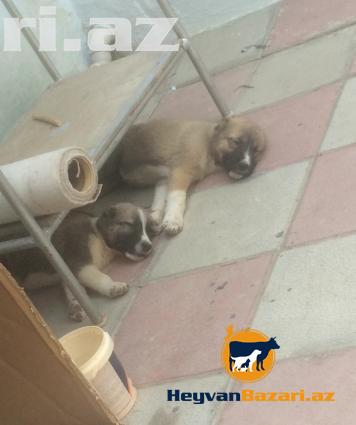 İtlər satılır