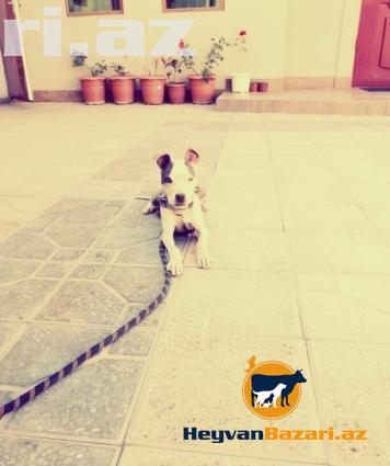 Pitbull Təcili Satilir !