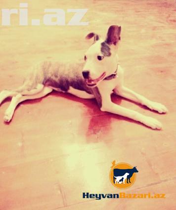 Pitbull Təcili Satilir !
