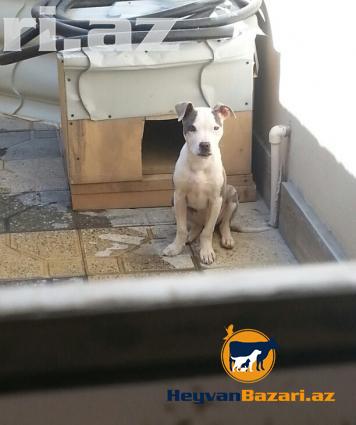 Pitbull Təcili Satilir !