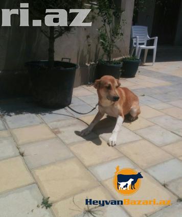 itler etibarli adama