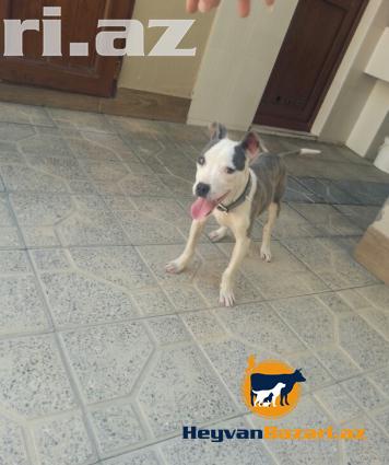 Pitbull Təcili Satilir !