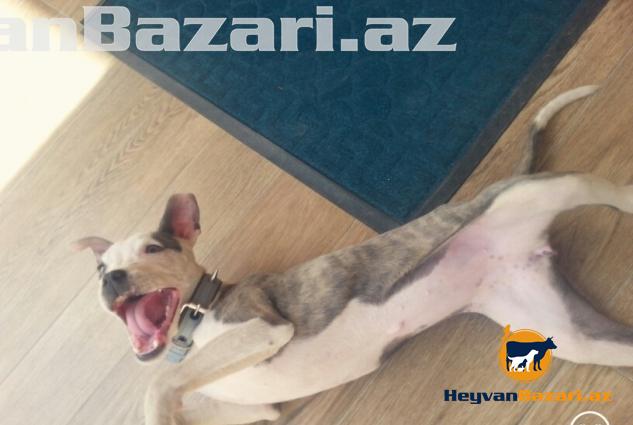 Pitbull Təcili Satilir !