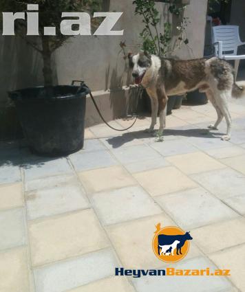 itler etibarli adama