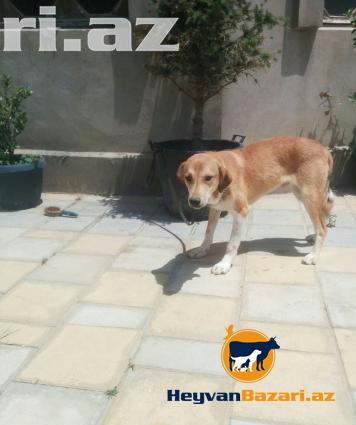 itler etibarli adama