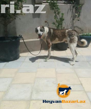 itler etibarli adama