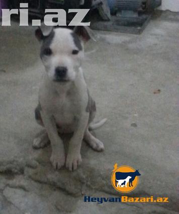 Pitbull Təcili Satilir !