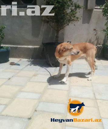 itler etibarli adama