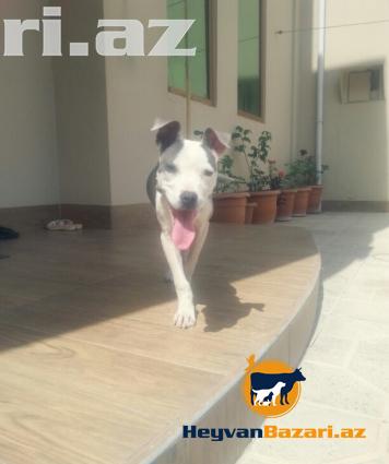 Pitbull Təcili Satilir !