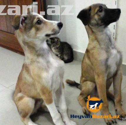 3 aylıq it balaları satılır.