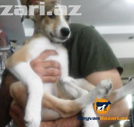 3 aylıq it balaları satılır.