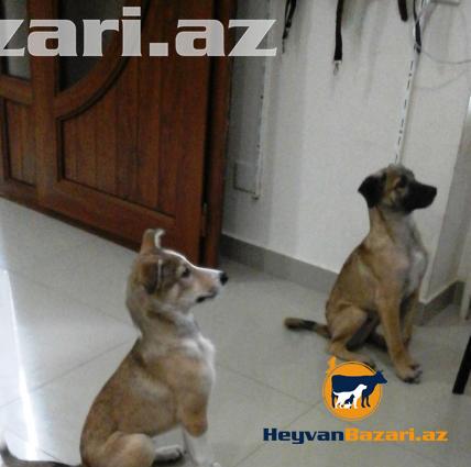 3 aylıq it balaları satılır.