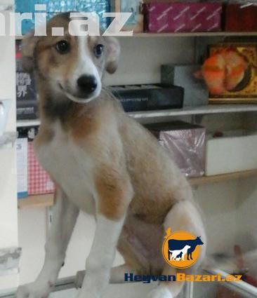 3 aylıq it balaları satılır.